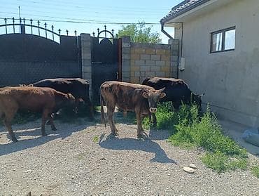 токмок собаки: Сатам | Бука (эркек) | Аргын | Бордоп семиртүү үчүн — 2