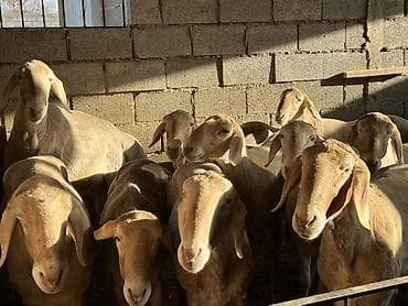 купить мясо баранина: Продаю | Баран (самец) | На забой — 3