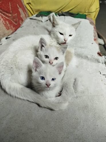 Кошки: Беспородная, 2 месяца, Девочка, Белый — 3