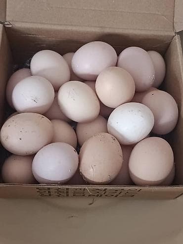 Домашние куриные яйца,оплодотворенные.Курицы породистые.Питаются ЭКО