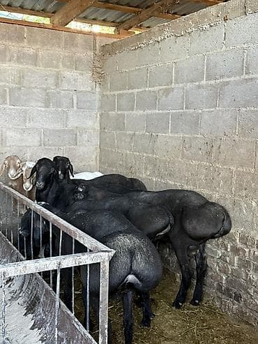 щенок немецкой овчарки цена: Продаю | Баран (самец) | Арашан | Для разведения — 1