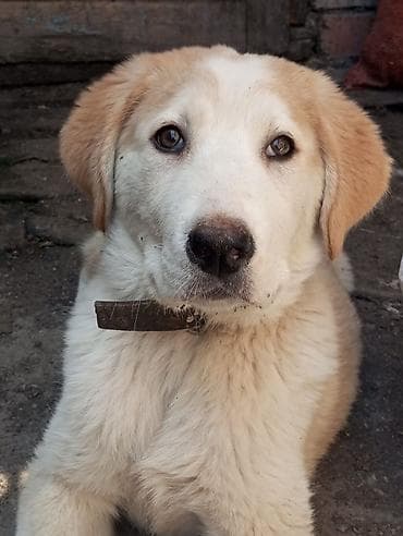 немецкий шпиц: Алабай, 3 месяца, Самка — 1