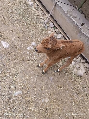 мышыктар: 30мин — 3