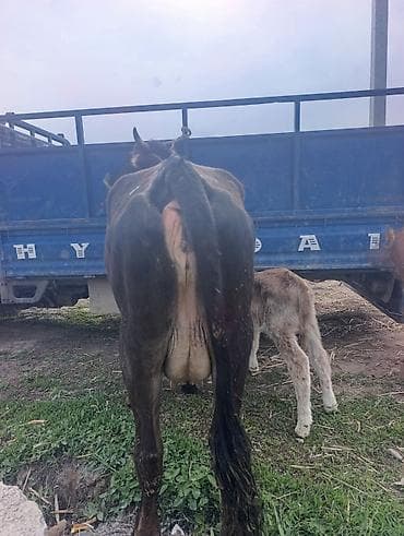 молочный телята: Продаю | Корова (самка) | Для молока | Привязанные — 3