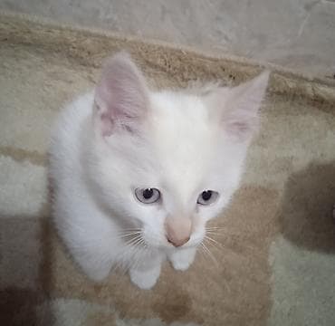 коты каракол: Тай, 2 айлык, Эркек, Ак, Лотокко барууга үйрөтүлгөн — 2