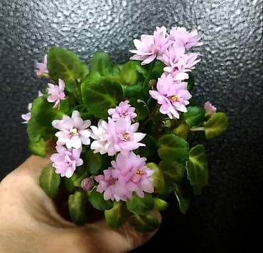 круглый холст: Продаю цветущие и не цветущие фиалки 🌺🌺🌺 .Нахожусь в районе Тоголок — 5
