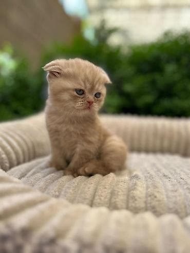 Мышыктар: Скотиш Фолд (Шотландиялык шалпаң кулак), 1 айлык, Ургаачы, Лотокко барууга үйрөтүлгөн — 5