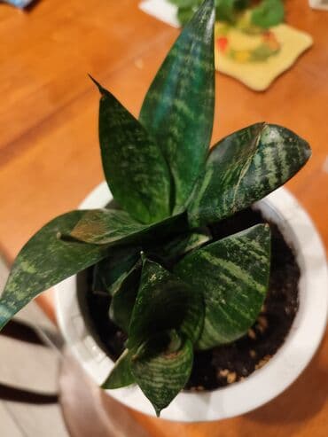 саженцы банана: Цветы от 100 сом, комнатные адаптированые. Алоэ Вера, Алоэ столетник — 18