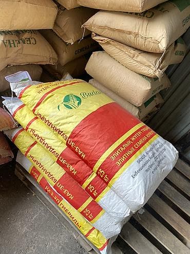 нут цена бишкек: Жугору урук семена 🌽 силос Манас 1000 Ала-тообудан гарантия100%малга — 2