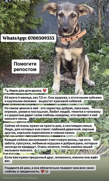 Үй жаныбарлары: Ит бекер берилет: Жөнөкөй ит, 4 айлык, Ургаачы, Эмделген — 2