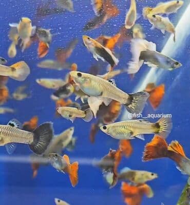 аквариумная рыбка: Более 40 видов рыбок аквартумных. Включая те, что на фото — 2