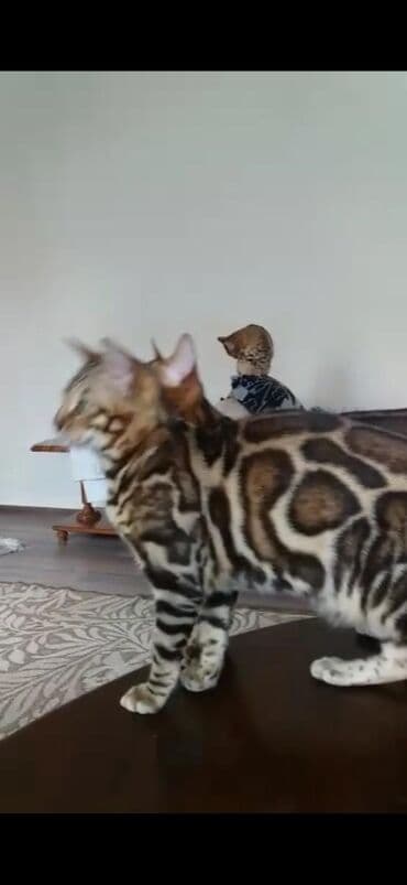 купить породистых котят: Красивейшие бенгальские котята .вырастают вот такими красавцами очень — 10