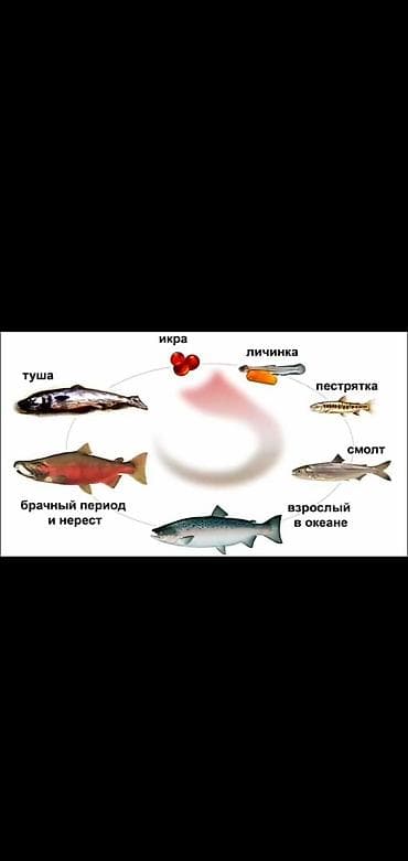 места для рыбалки в бишкеке: Куплю малёк только Стальной голова лосось — 5
