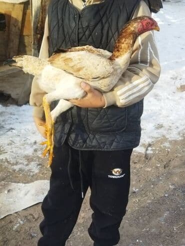 Продаю | Куры | Бойцовая | Для разведения