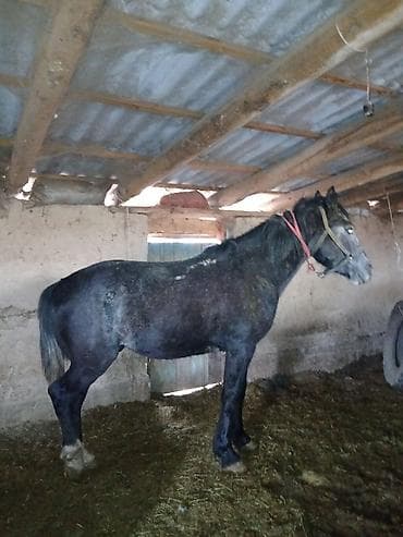 Продаю | Конь (самец) | Рабочий