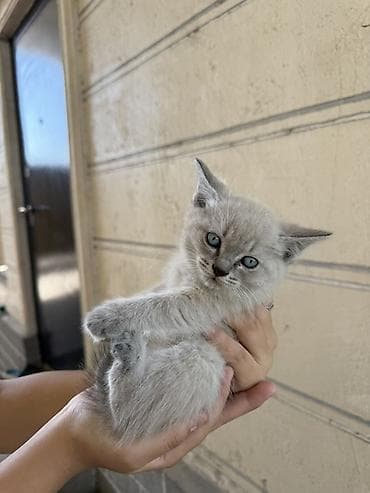 кошка домашняя: Котята, примерно 2-3 месяца. На выбор несколько окрасов: - — 4
