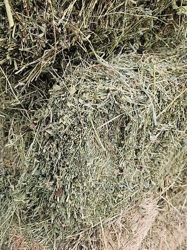 тай бишкек: 500 плотных тюков, продаю сено люцерна (беде) в тюках для тех кто — 3