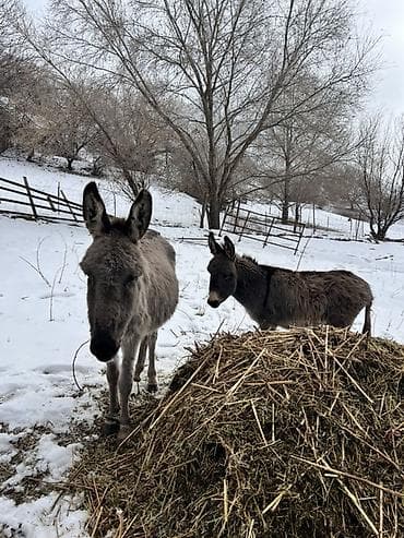 Пара ослов (миниатюрные/стандартные) для хозяйства или под домашнюю — 1