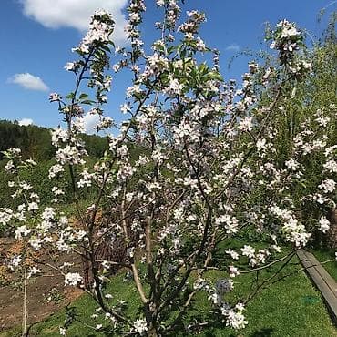 цветы токмок: ✔️ Обрезка плодовых деревьев — 1