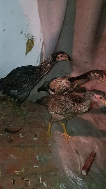 ко шомо: Продаю | Куры | Дакан | Для боев — 3