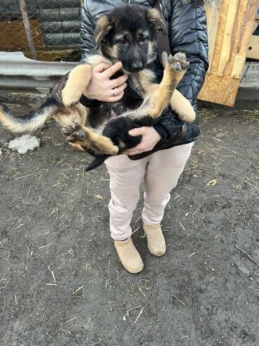 вошина для пчел: Овчарка, 2 месяца, Самка — 1