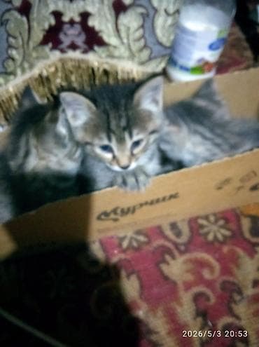 Кошки: Котята, помёт из нескольких малышей. Окрас в основном тигровый — 3