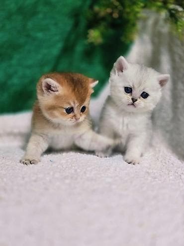 ош котенок: Британская короткошёрстная, 1 месяц, Девочка, Золотая шиншилла — 9