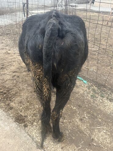 корова обмен: Продаю | Корова (самка) | Голштин, Алатауская | Стельные — 3