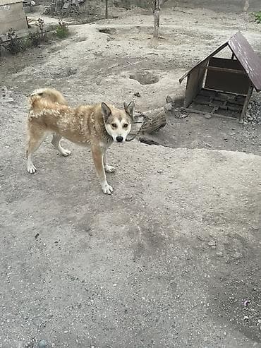 продаю хаски: Хаски Аметис( мама хаски ) 1.5 года Были даны таблетки против — 1