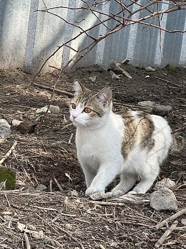 Отдам даром кошку: 6 месяцев, Девочка — 3