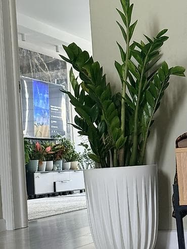 фиалки домашние: Замиокулькас (долларовое дерево) в декоративном кашпо - Крупное — 1