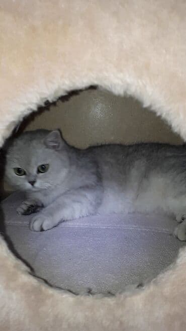 сколько стоят вислоухие кошки: Скотиш Страйт (Шотландская прямоухая), 1 месяц, Мальчик, Серебристая шиншилла, Приучена к лотку — 7