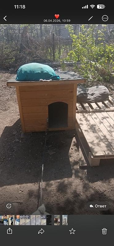 питбуль вяска: Щенок, Французский бульдог с будкой . Привит и проглистован. Целый — 2