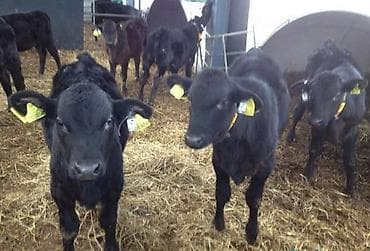 Бычки телята тёлки Ангус сементал герефорд ауликоль гольштейн лимузин