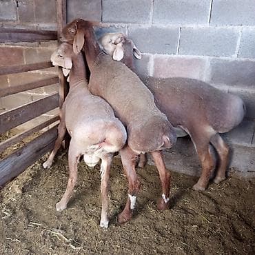 мал базар бишкек: Продаю | Баран (самец) — 1