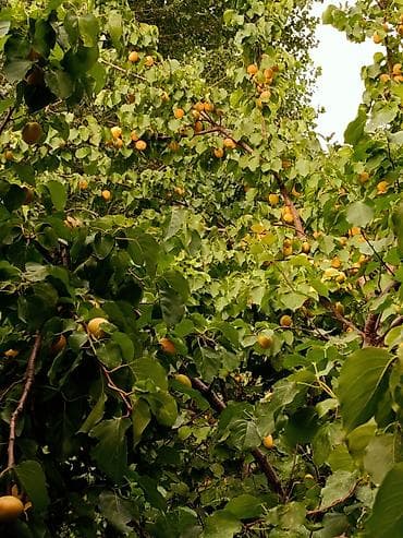 Абрикосы: Продаю Каролевский 🍊 Сочный и сладкий, АБРИКОС размер как яица,Я сама — 9