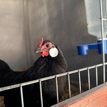 яица для инкубации: Продаю | Куры, Петух — 3