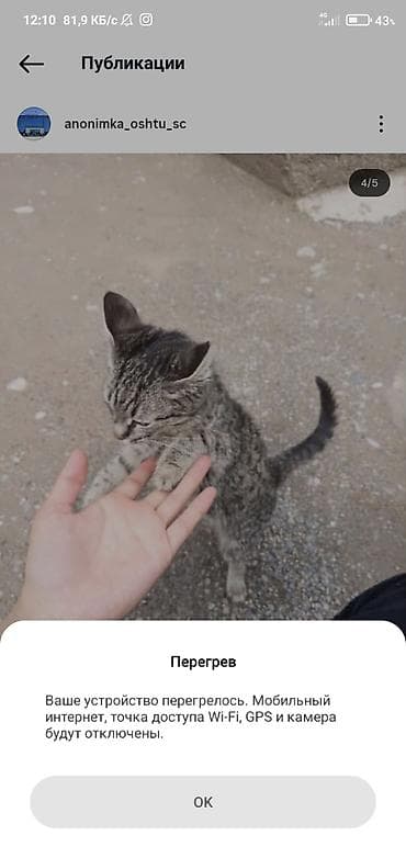 котёнок токмок: Отдаётся в добрые руки домашний котёнок с красивым тигрово-серым — 2
