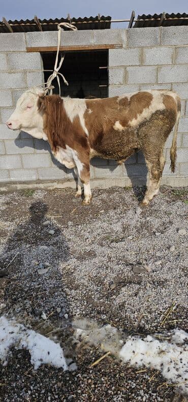 сколько стоит кошка в бишкеке: Продаю | Корова (самка), Бык (самец), Тёлка | Монбельярд | Для разведения, Для молока | Осеменитель — 8
