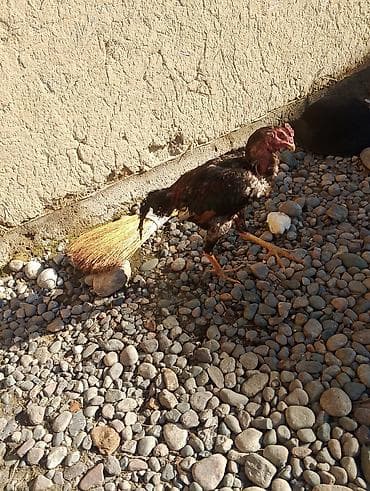 черная курица купить: Продаю | Петух | Бойцовая | Для разведения — 5