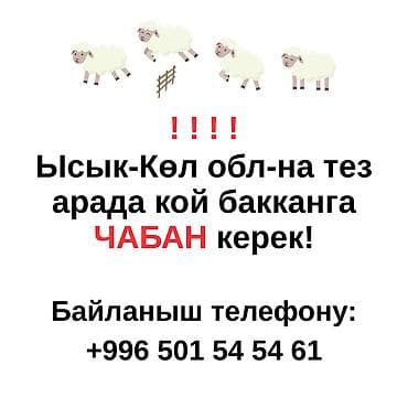 швея жумуш бишкек: Талап кылынат Чабан, Төлөм: Ай сайын — 1