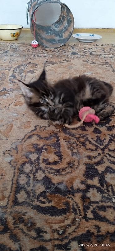 шотландская прямоухая кошка: Мейн-Кун!!! Тигрёнок 🥰. Продается Шикарный, чистокровный котик от — 4