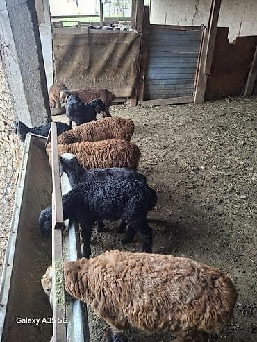 Продаю | Ягненок | На забой — 3