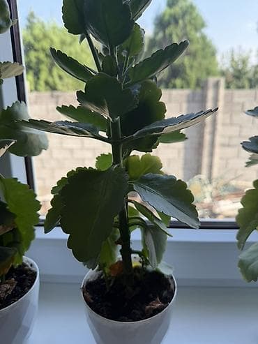 Дом и сад: Комнатное растение каланхоэ (Kalanchoe blossfeldiana) за цену горшка — 2