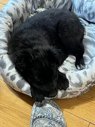 щенки крупных пород в дар: Собака даром: Дворняжка, 2 месяца, Самка — 9