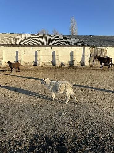 продаю козла: Продаю | Козлёнок | На забой — 3