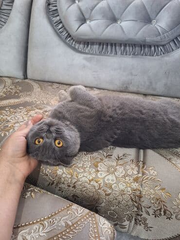 в связи с переездом отдам попугая жако в добрые руки: Шотландская вислоухая кошка (Scottish Fold) Девочка молодая,рожала 1 — 17