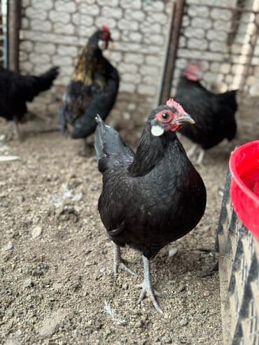 купить карликовых курей: Продаю | Петух, Куры — 1