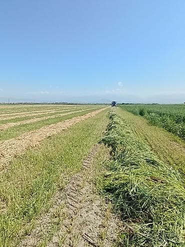 полуфабрикат: Ассалям алейкум,подпокровный беде люцерна менен себилген баш алган — 6