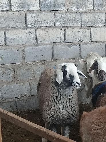 Животные: Продаю | Овца (самка) | Для разведения | Ярка — 1